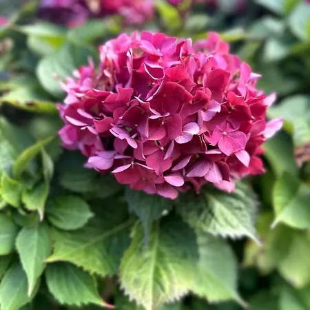 Clos Des Hortensias Hébergement de vacances *