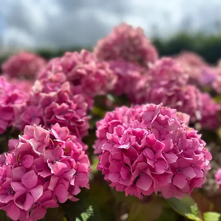 Hébergement de vacances Clos Des Hortensias Fatouville-Grestain